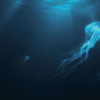 JELLY FISH NIGHT