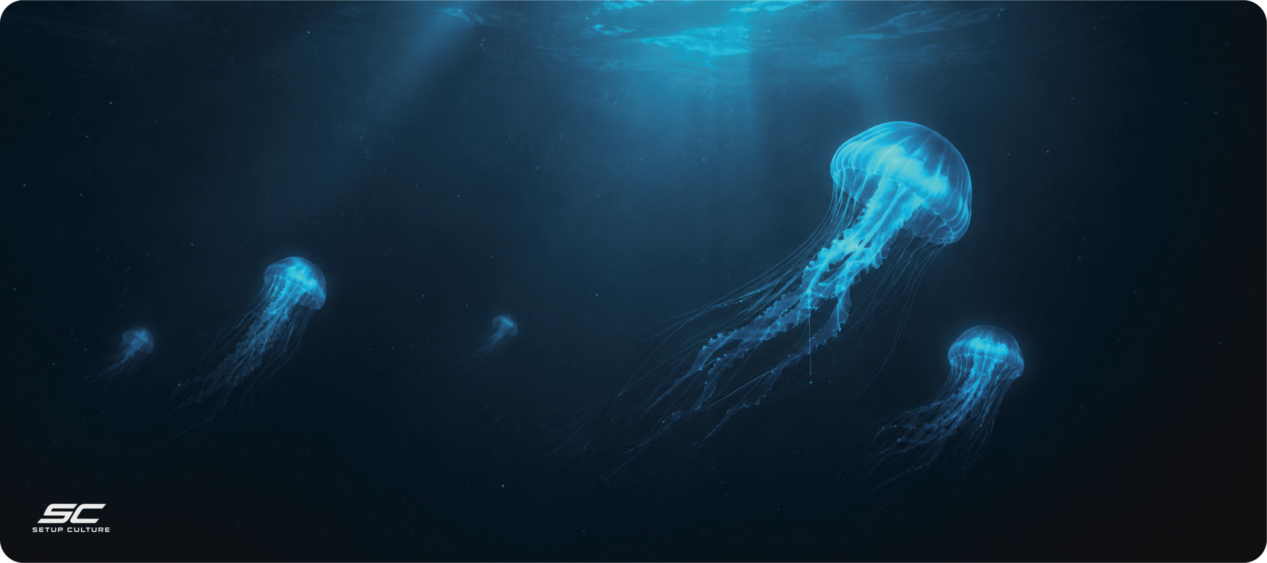 JELLY FISH NIGHT