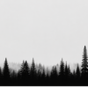 WILD UNKNOWN